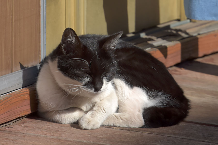 街のねこたち