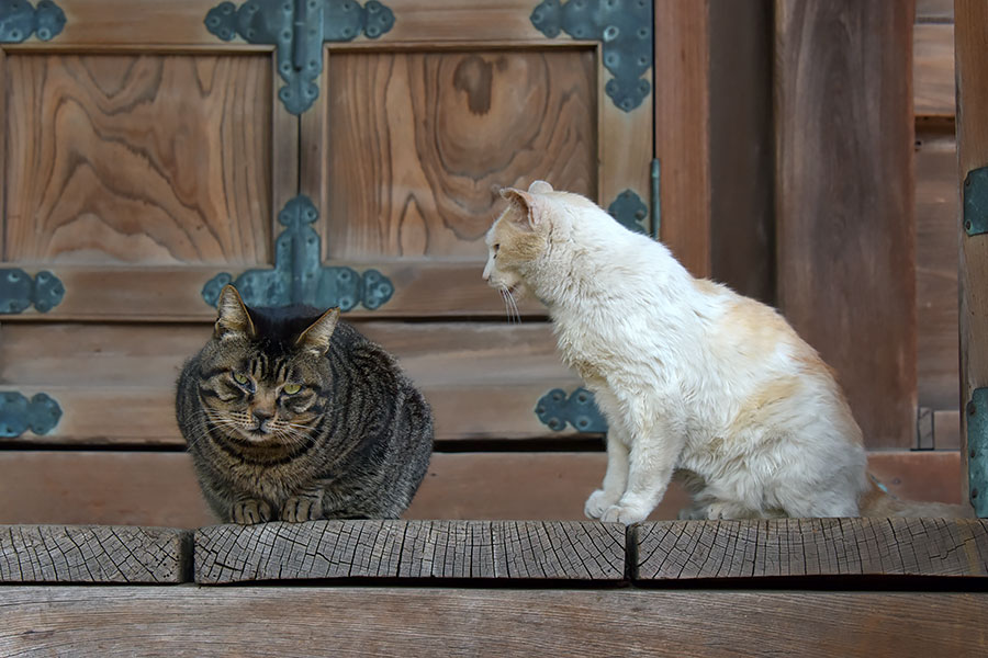 街のねこたち