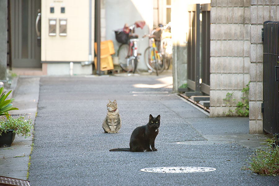 街のねこたち