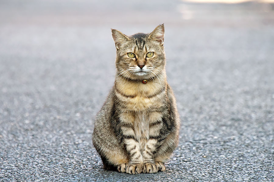 街のねこたち