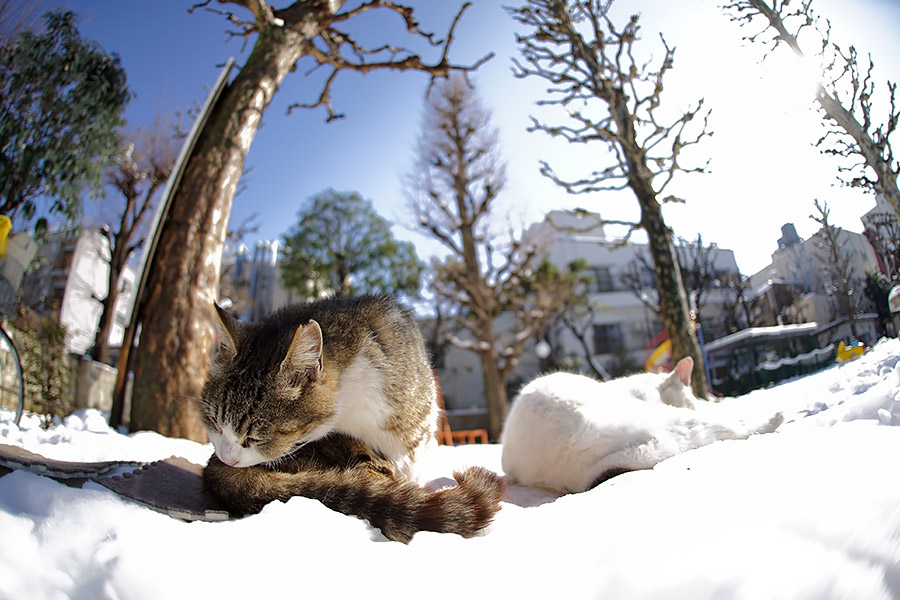 街のねこたち