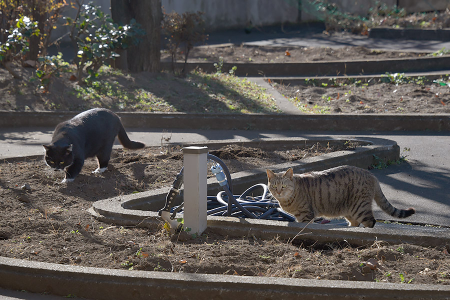 街のねこたち