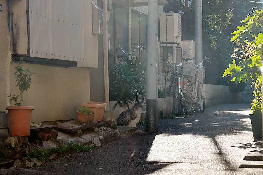 街のねこたち