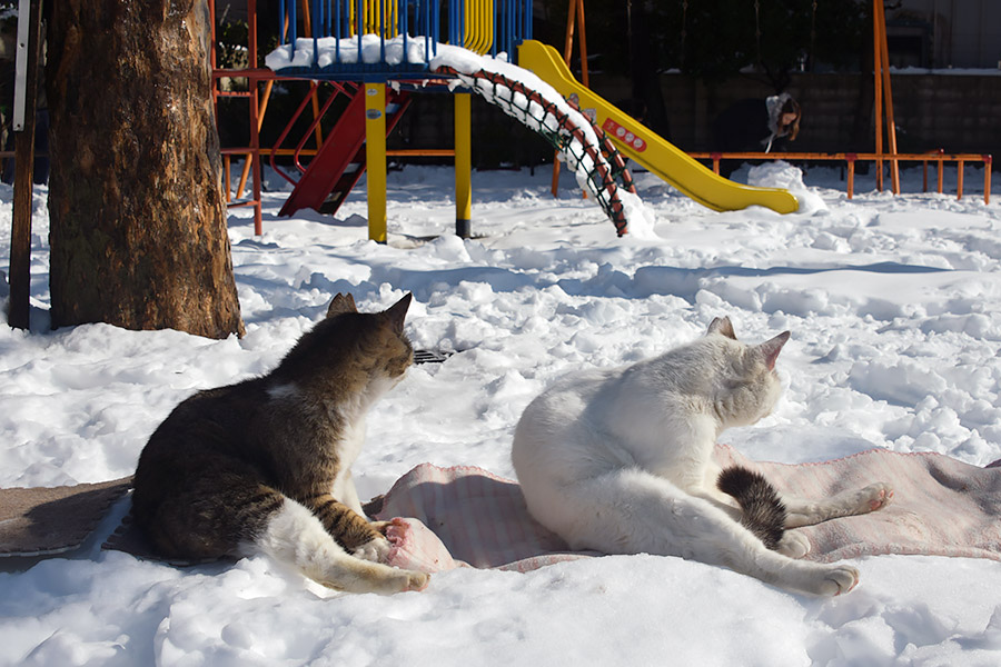 街のねこたち