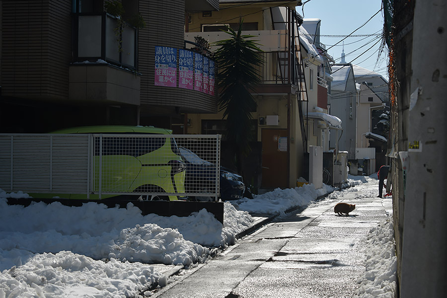 街のねこたち