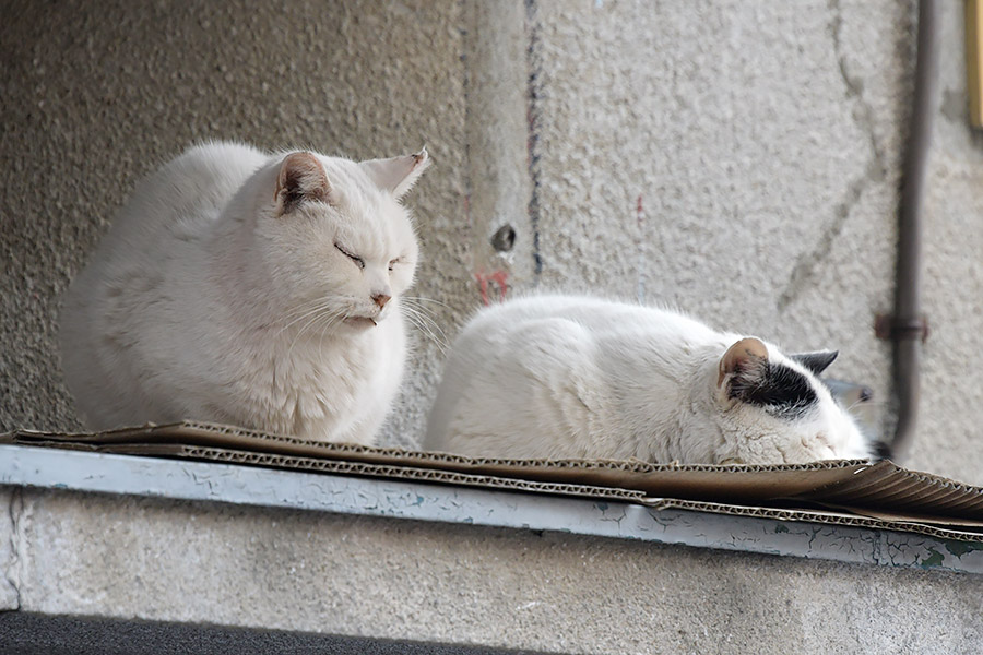 街のねこたち