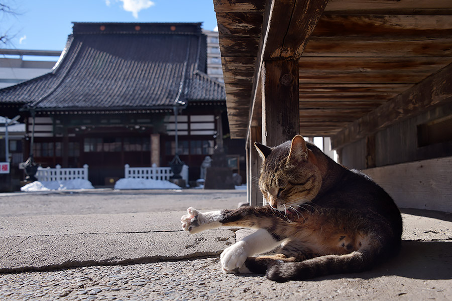 街のねこたち