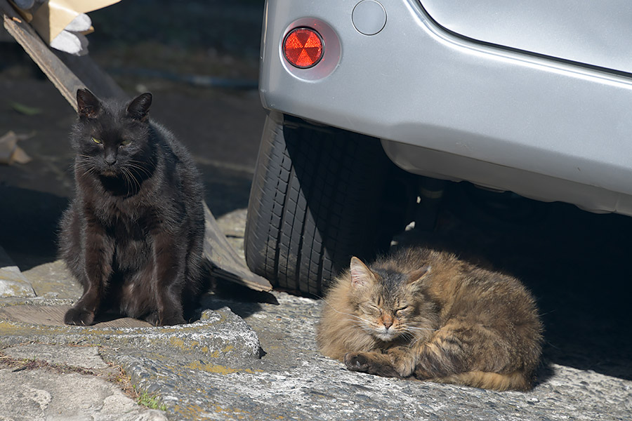 街のねこたち