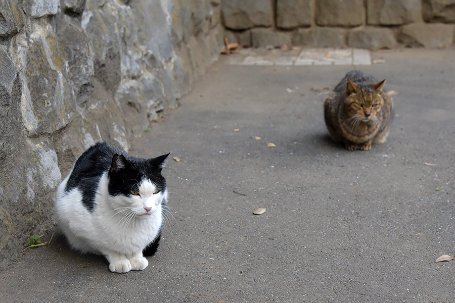 街のねこたち