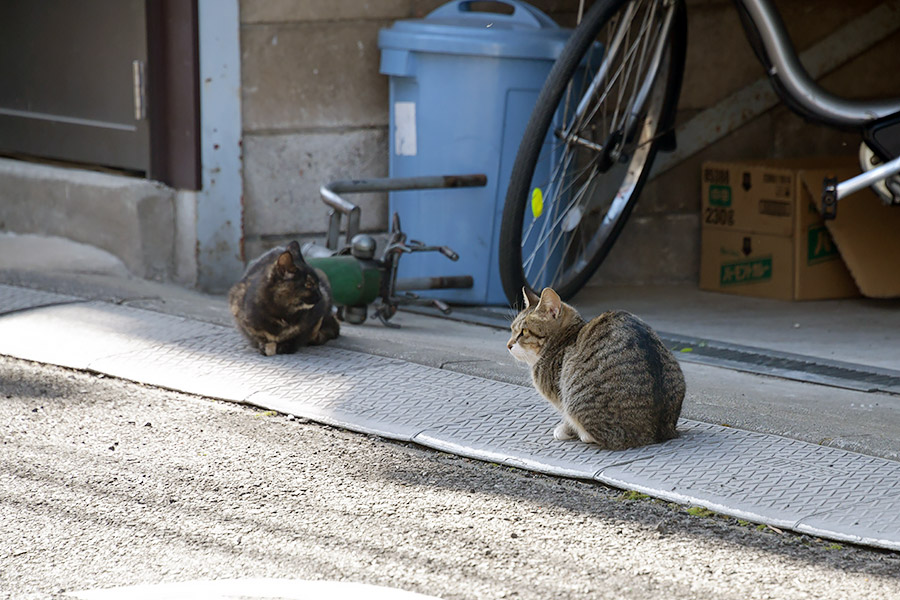 街のねこたち