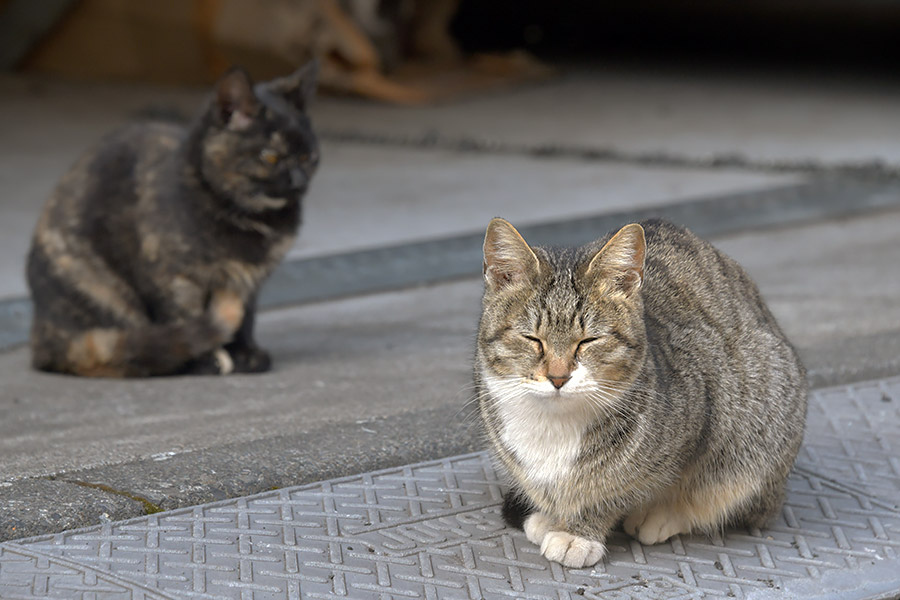 街のねこたち