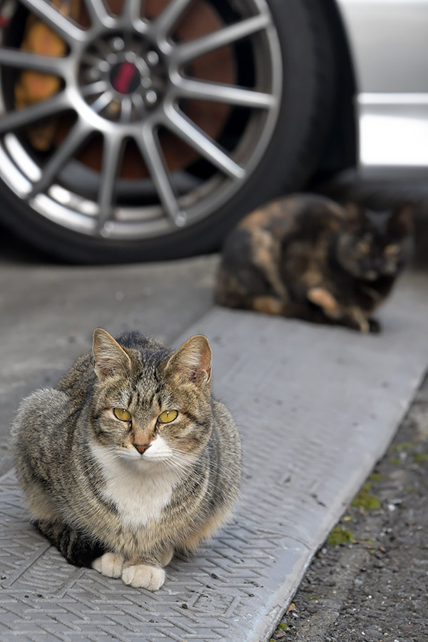 街のねこたち