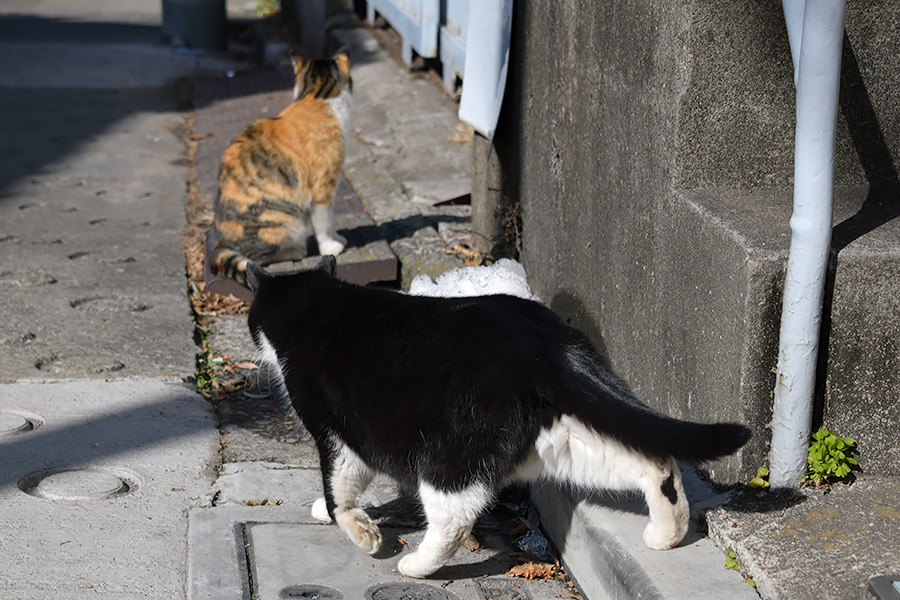 街のねこたち