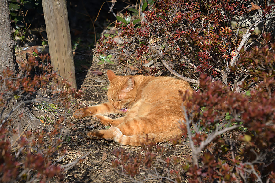 街のねこたち