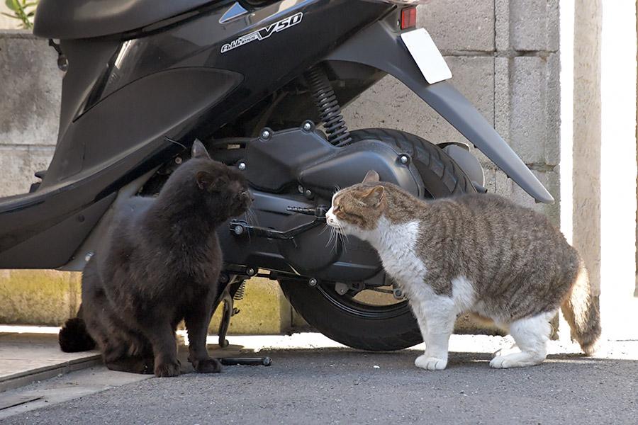 街のねこたち