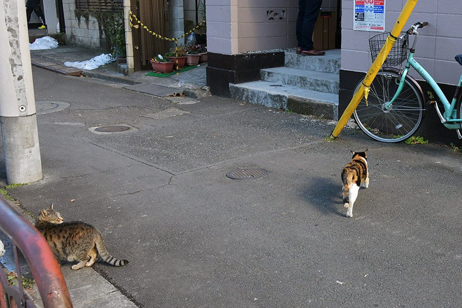 街のねこたち