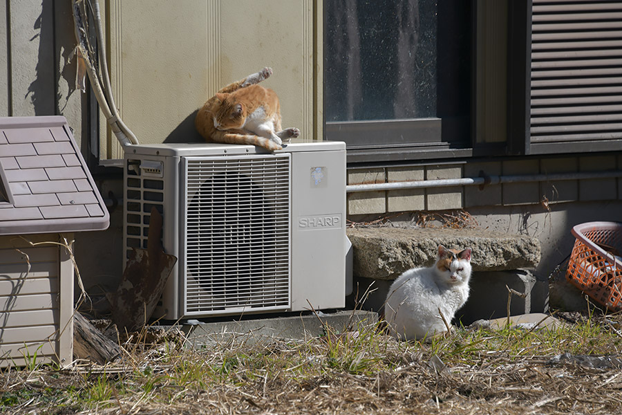 街のねこたち