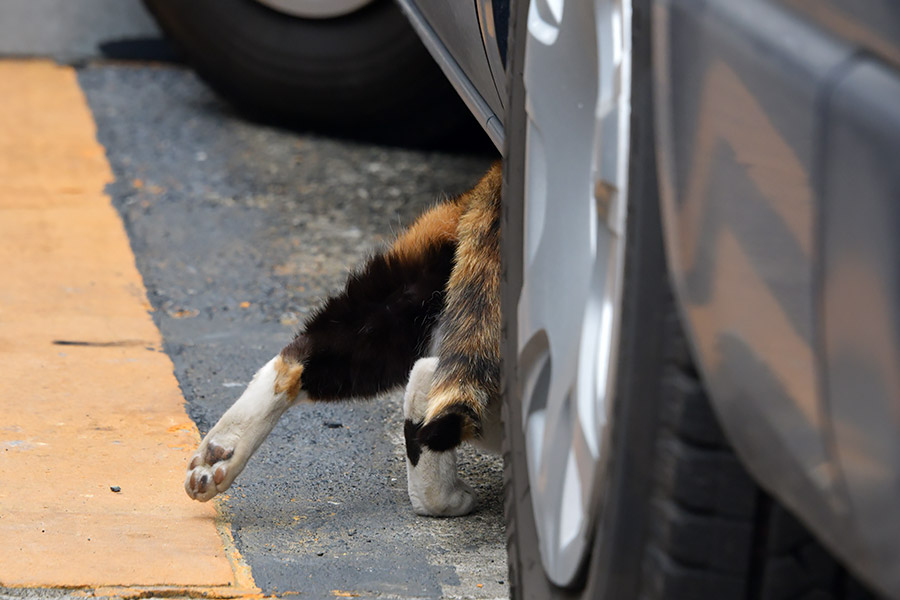 街のねこたち