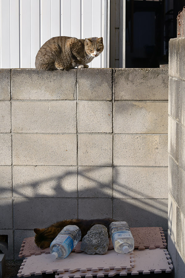 街のねこたち