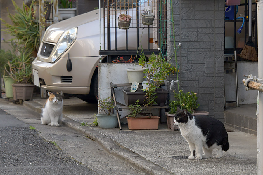 街のねこたち