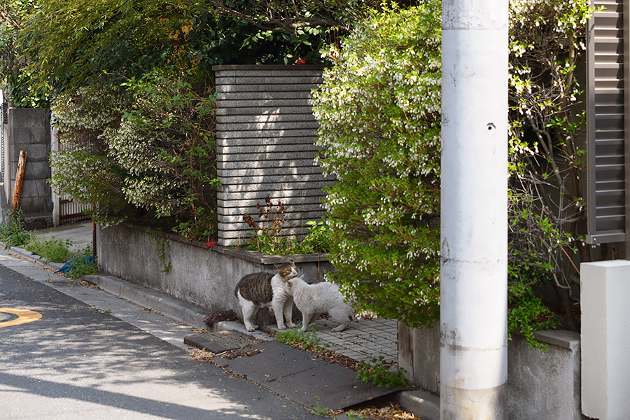 街のねこたち