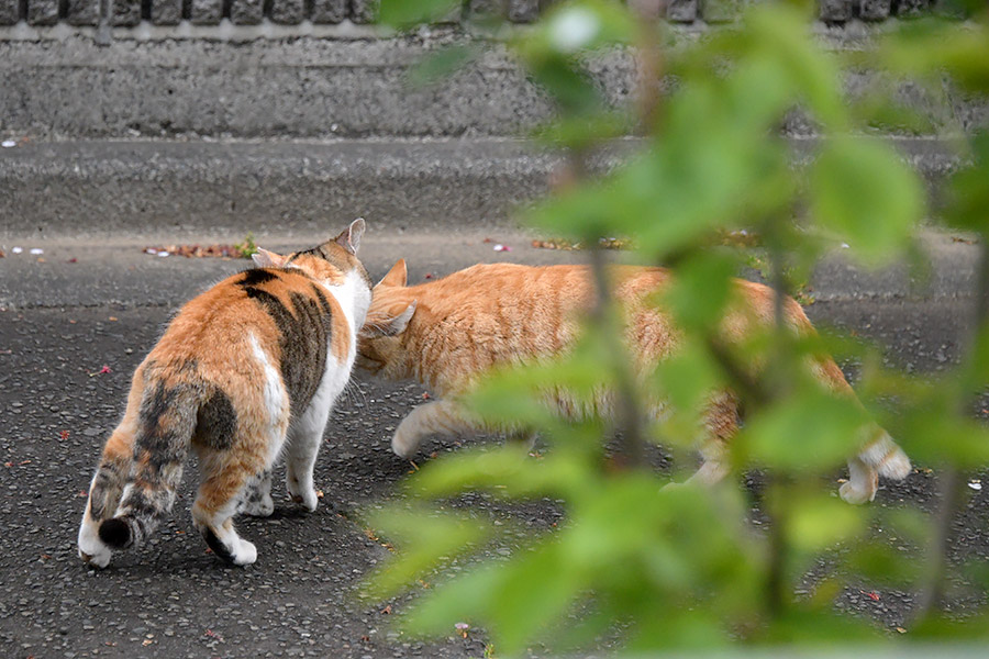 街のねこたち