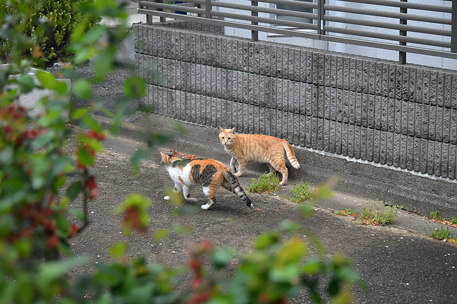 街のねこたち