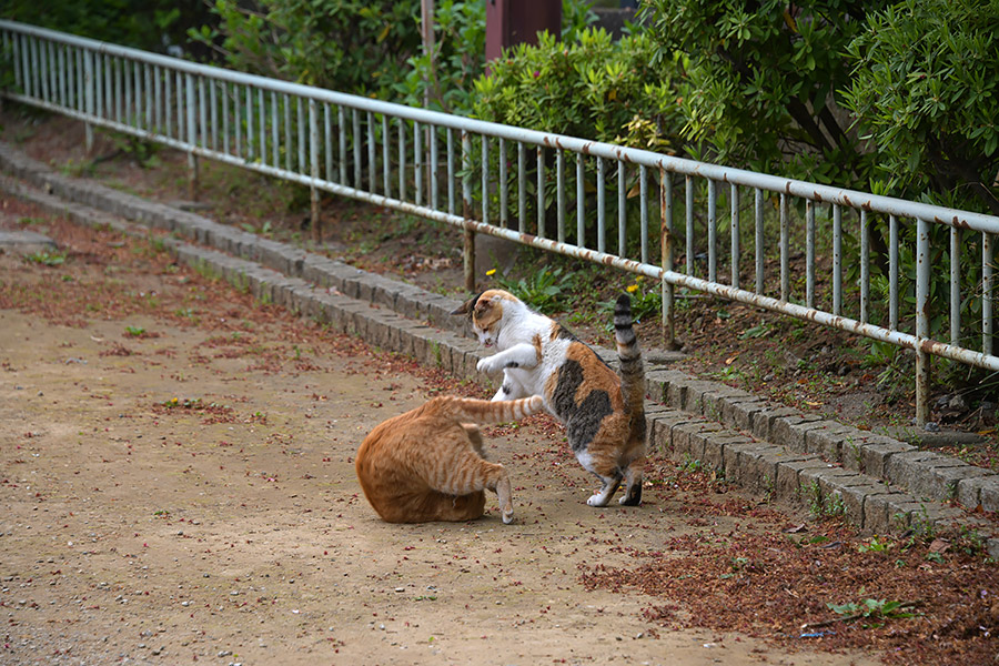 街のねこたち