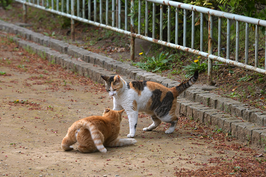 街のねこたち