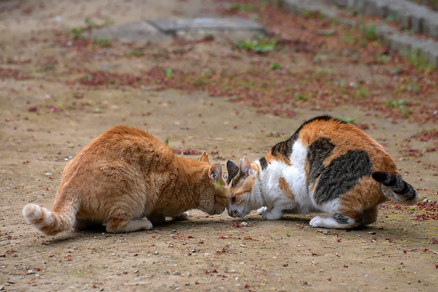 街のねこたち