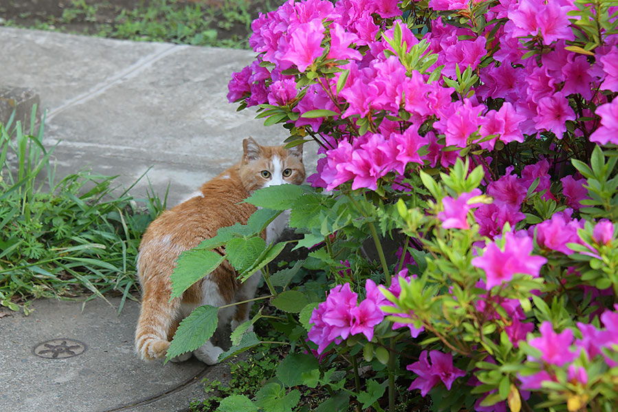 街のねこたち