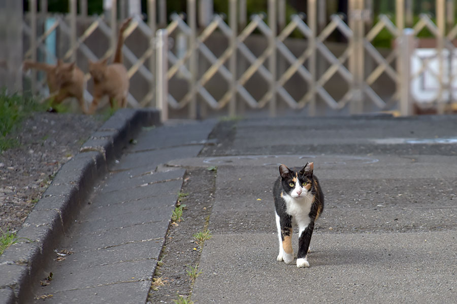 街のねこたち