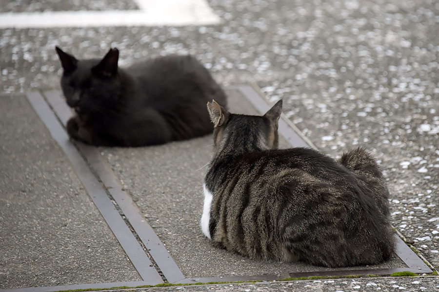 街のねこたち