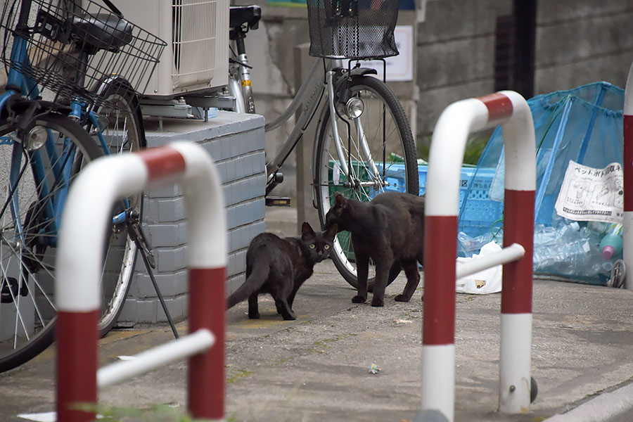 街のねこたち