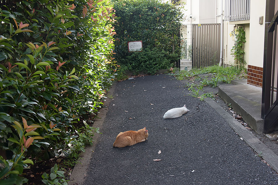 街のねこたち