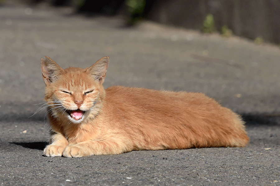 街のねこたち