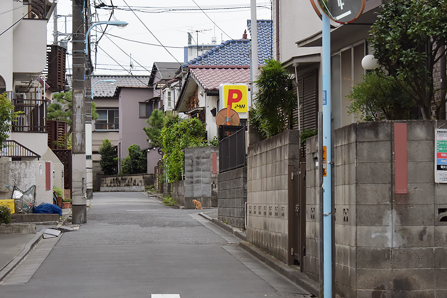 街のねこたち