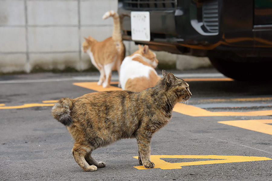 街のねこたち