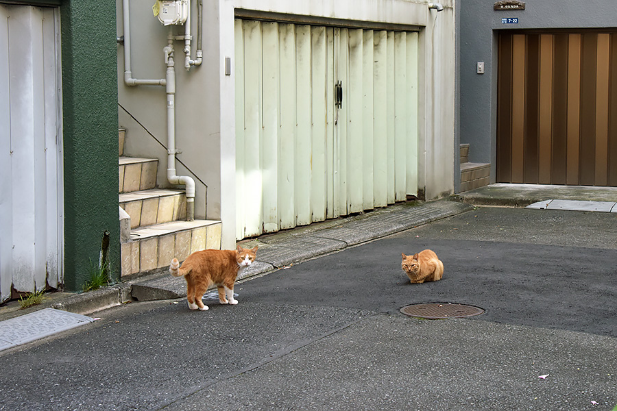 街のねこたち