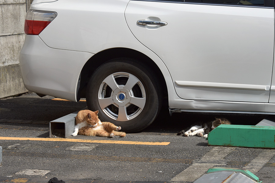 街のねこたち