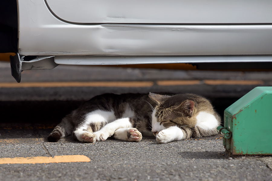 街のねこたち