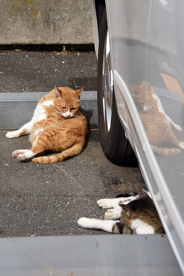 街のねこたち