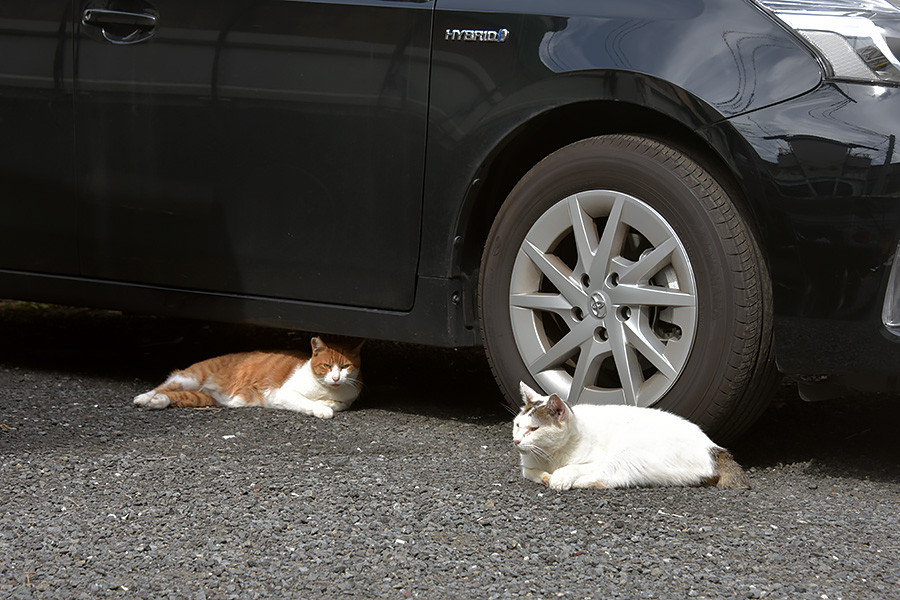 街のねこたち