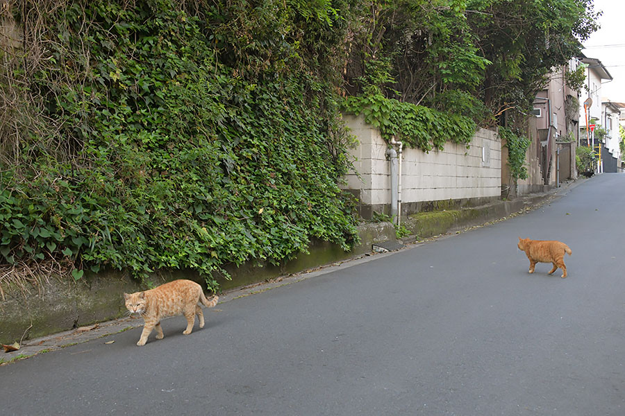 街のねこたち