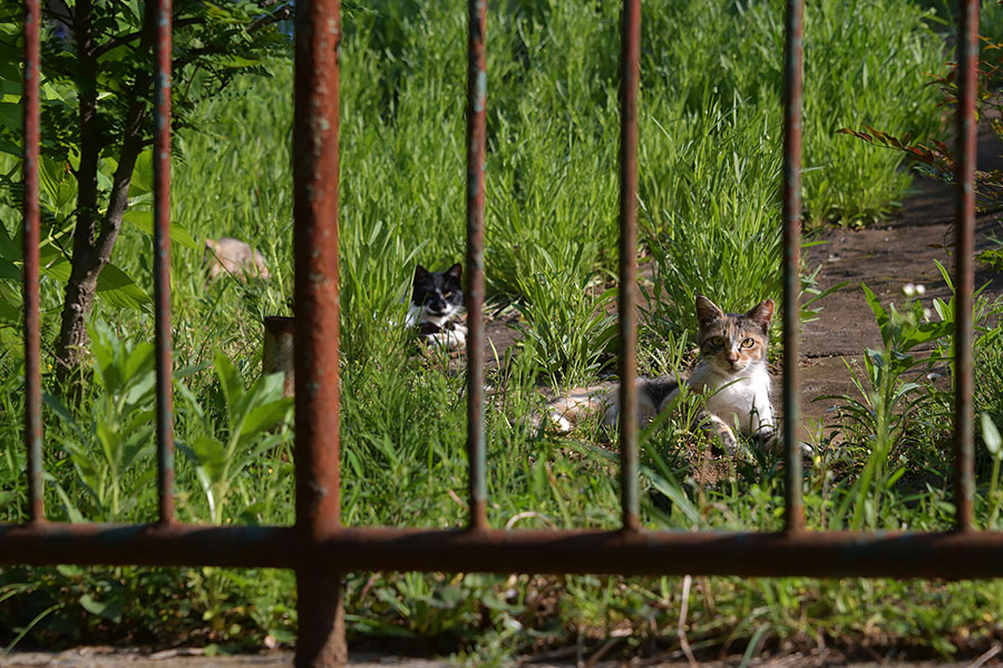 街のねこたち