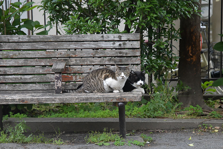 街のねこたち