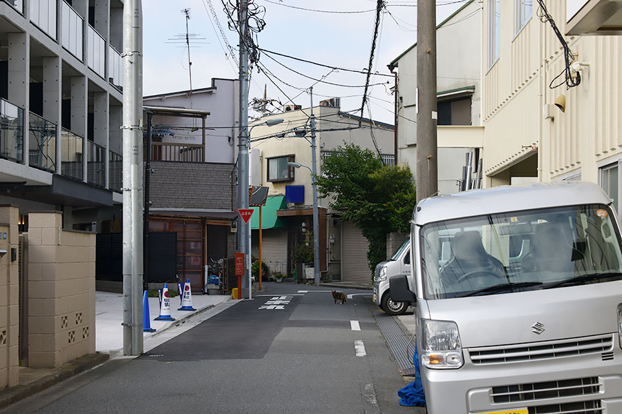 街のねこたち