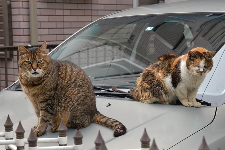 街のねこたち