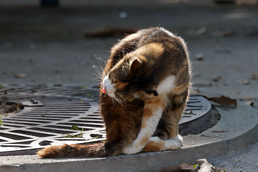 街のねこたち