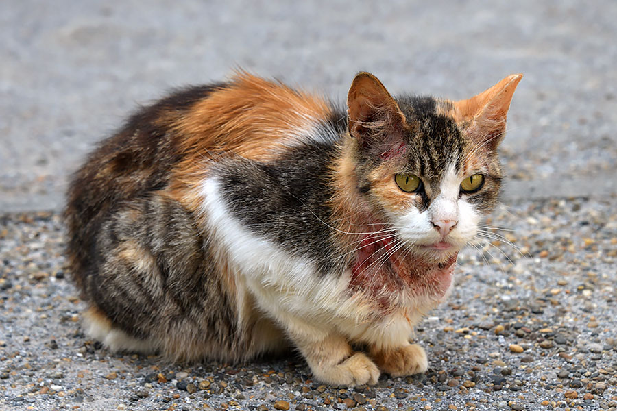 街のねこたち